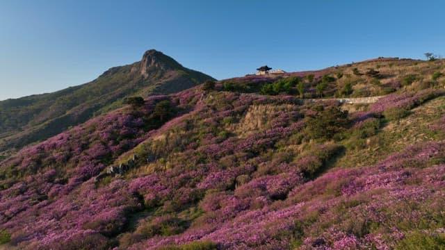 Pink Azaleas in Full Bloom on the Mountainside