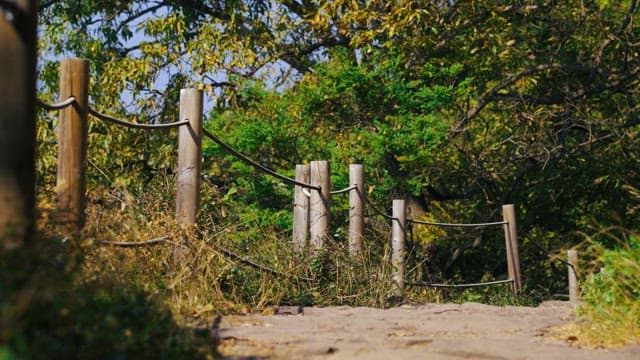 Scenic forest path with a wooden railing