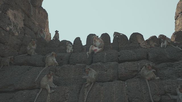 Monkeys Resting on a Stone Structure in Ancient Temple