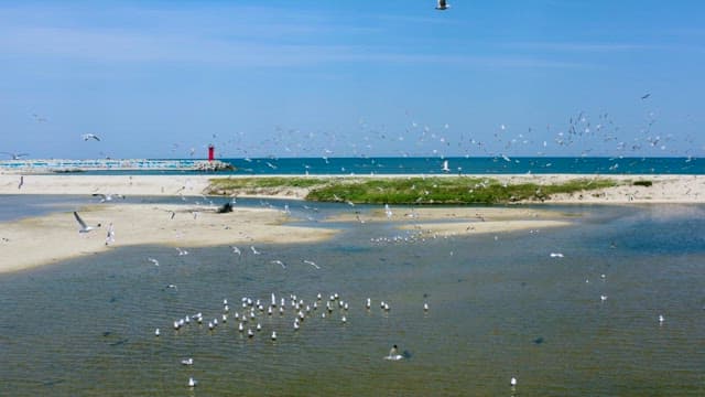 Seagulls over the Beach with a Red Lighthouse