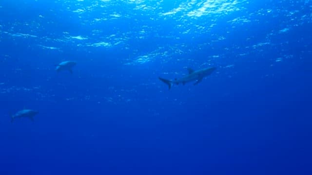 Shark swimming in calm sea