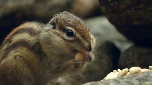 Squirrel Eating Nuts Among Rocks