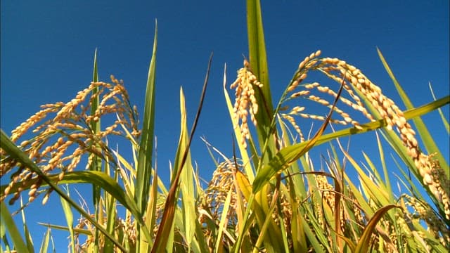 Close-up of ripe rice stalks against blue sky