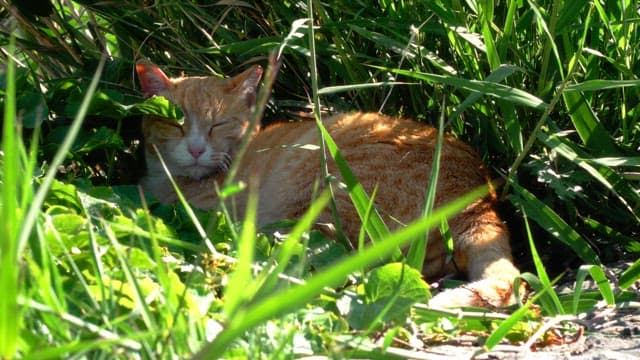 Ginger cat resting in a sunny patch of grass.