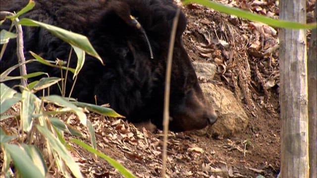 Bears in its Natural Habitat in the Forest