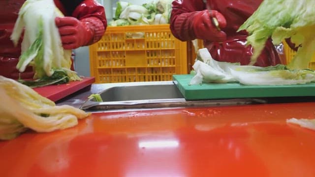 Preparing and cutting cabbage for kimchi in a busy kitchen