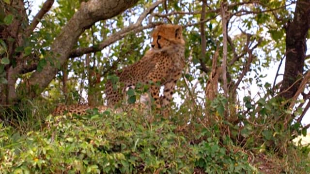 Cheetahs Playing Leisurely in the Grass