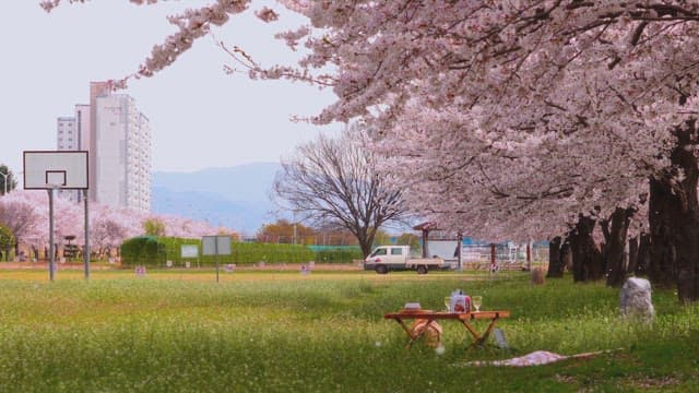 Springtime Cherry Blossoms in Park with City Background