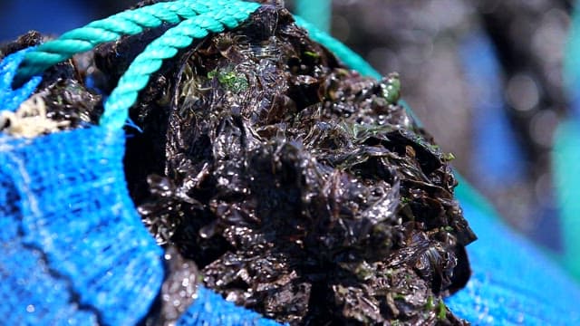 Freshly harvested laver in a blue net