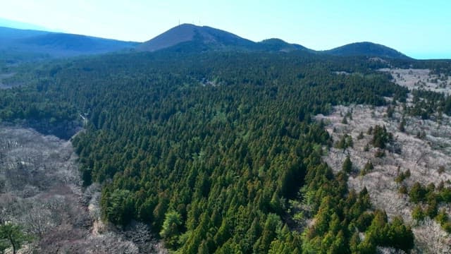 Dense forest with a mountain in the distance