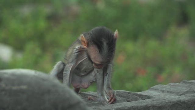 Baby Monkey Sitting Alone on a Rock