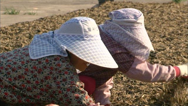 Farmers Harvesting Crops in the Field