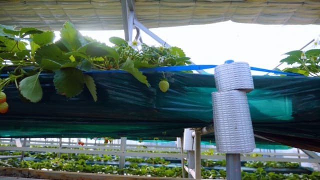Fresh strawberries growing in a farm