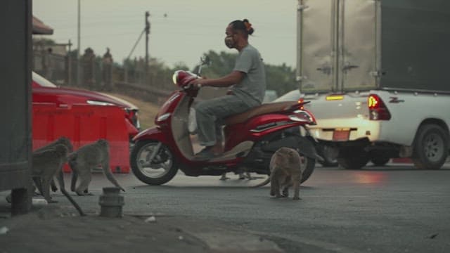 Monkeys on a Busy Street as Vehicles Drive by