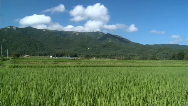 Lush Rice Field with Mountain Backdrop