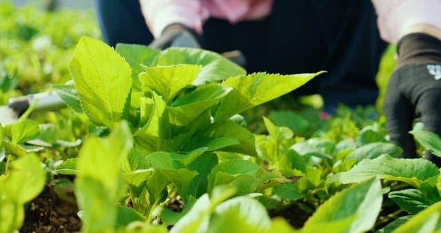 Harvesting Vegetables in the Midday Sunlight