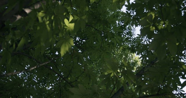 Sunlight Filtering Through Fresh Green Leaves