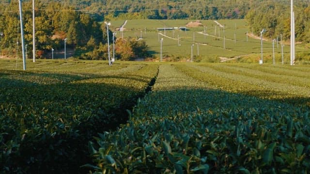 Lush Tea Plantation at Sunset