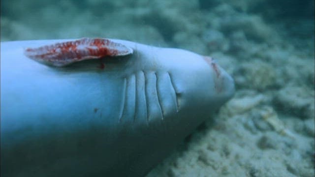 Dying shark with its fin cut off