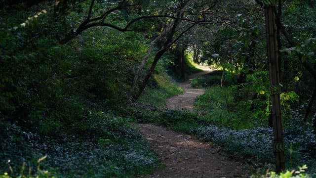 Winding forest path bathed in sunlight