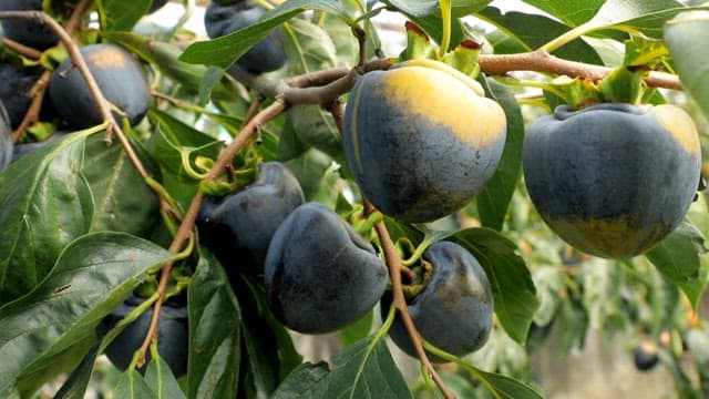 Unripe persimmons hanging on a tree branch in an orchard