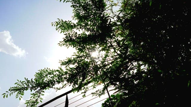 Sunlight Filtering Through Lush Foliage