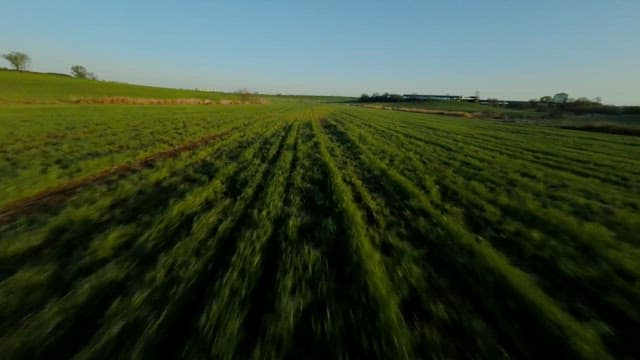 Scenery of Vast Farmland with Green Plants Growing