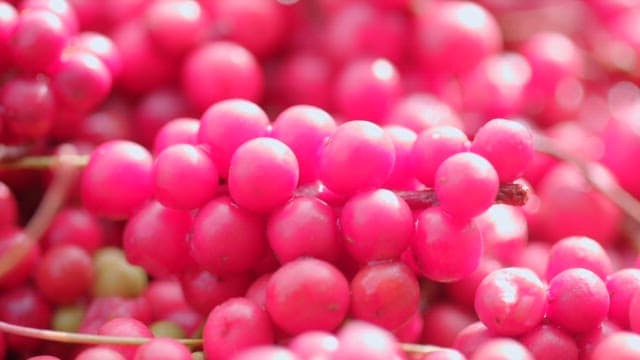 Fresh, vibrant red omija berries