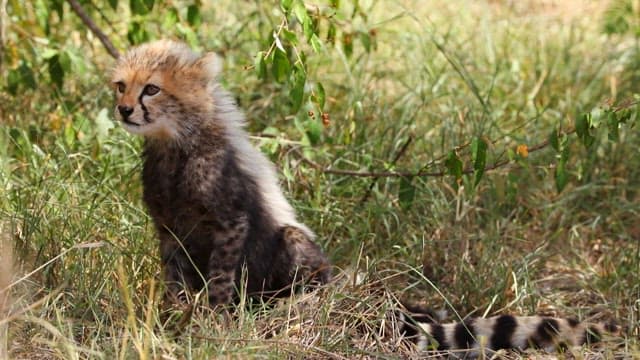 Cheetah Cub Exploring the Grassland