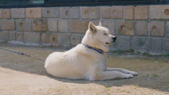 Dog Dozing Off in the Midday Sunlight