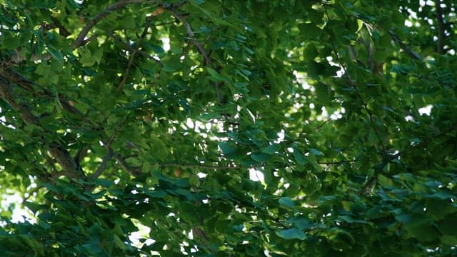 Sunlight Filtering through Dense Foliage