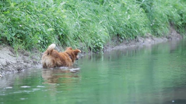 Dog swimming in the river