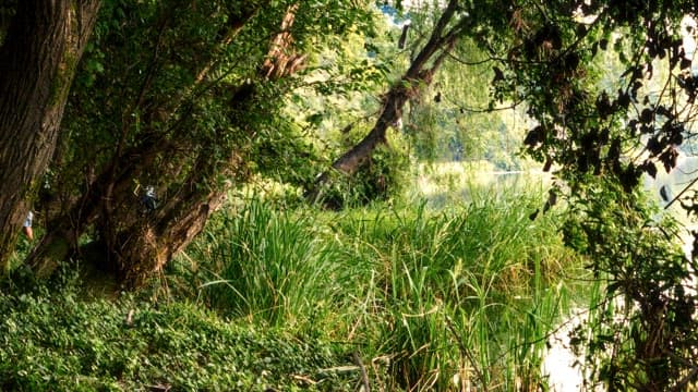 Sunlight Filtering Through a Lush Forest Canopy