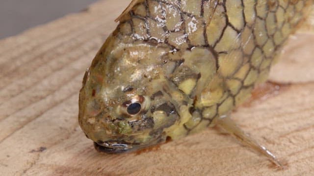 Close-up Details of a Fish on a Board