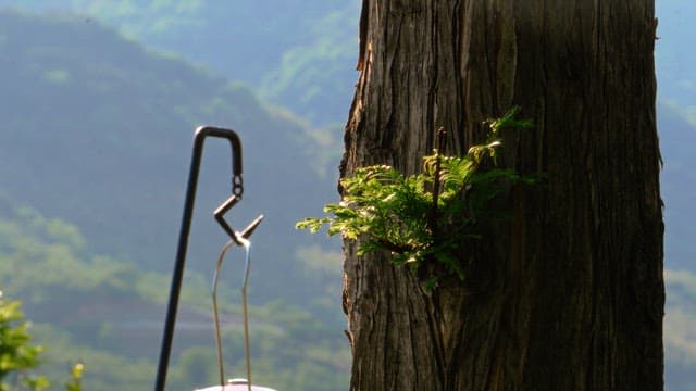 Tree trunk with a lantern hanging nearby, set against a backdrop of a lush green