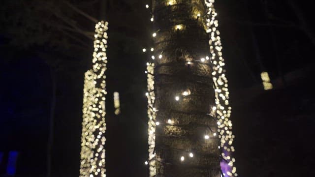 Trees wrapped in festive lights at night in the park