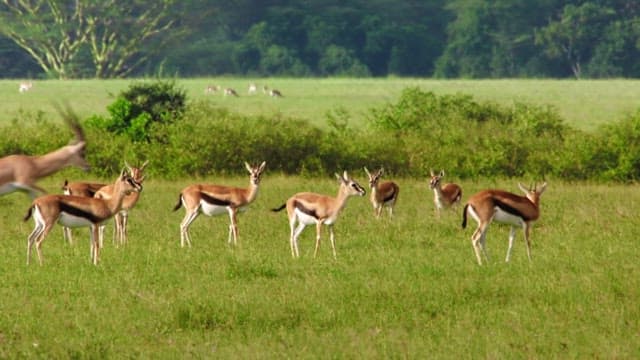 Herd of Gazelle Grazing in a Green Field
