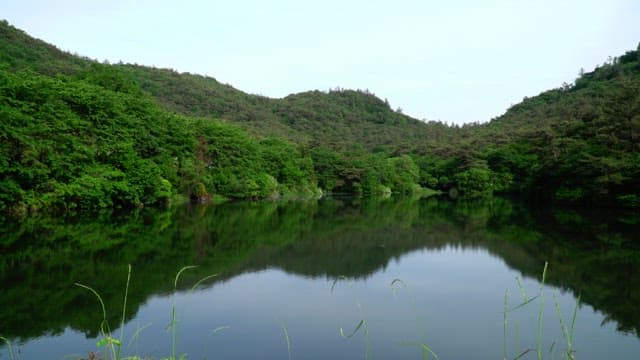 Reflective lake view in the lush forest