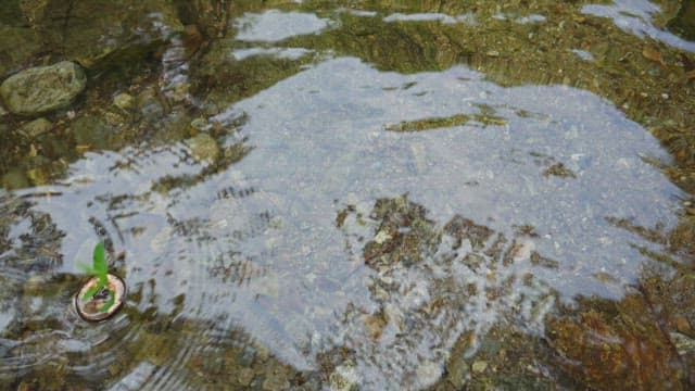 Small plant floating in a stream