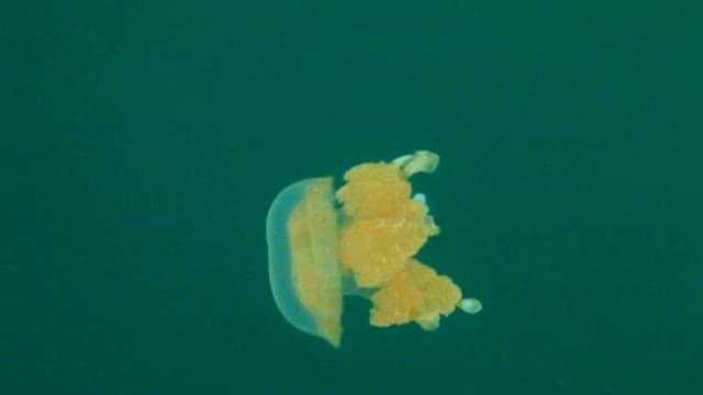 Jellyfish drifting serenely in the lake