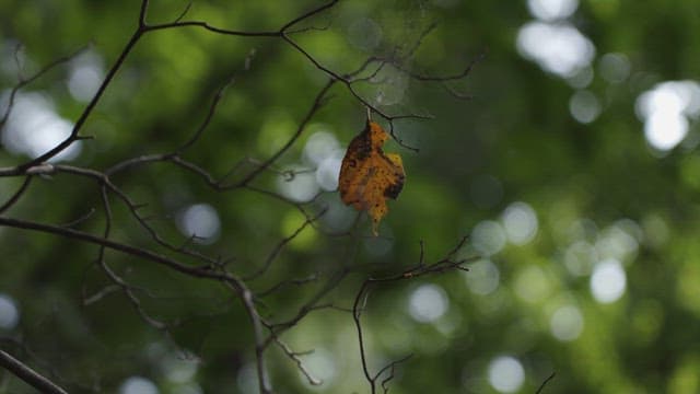 Single Leaf Caught in a Spider Web