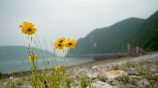 Wildflowers along a coastal backdrop