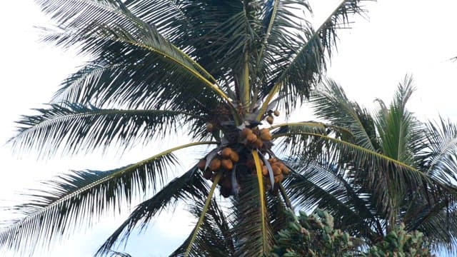 Coconut trees swaying in the tropical breeze