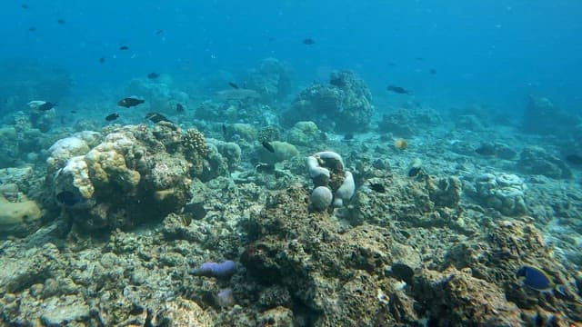 Shark and fish swimming in clear blue sea