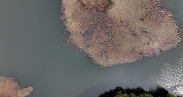 Serene lake with greenery
