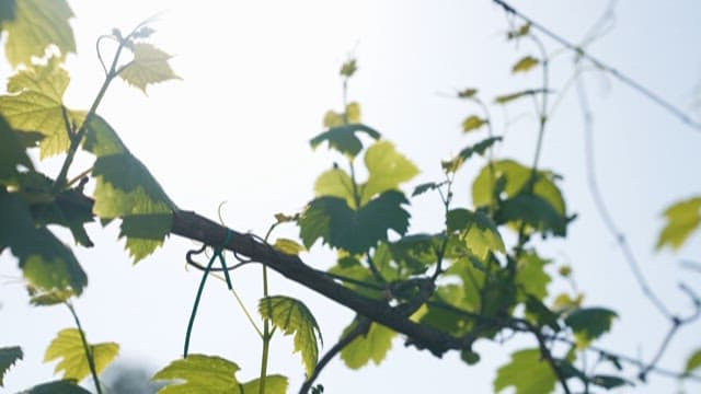 Sunlight filtering through fresh green leaves