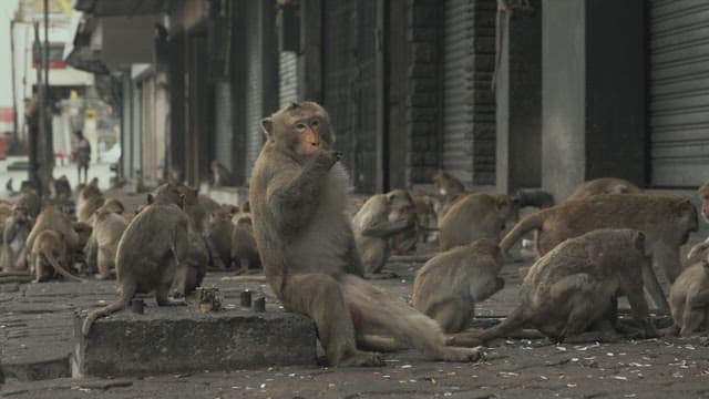 Monkeys Foraging for Something to Eat on a Dirty Street