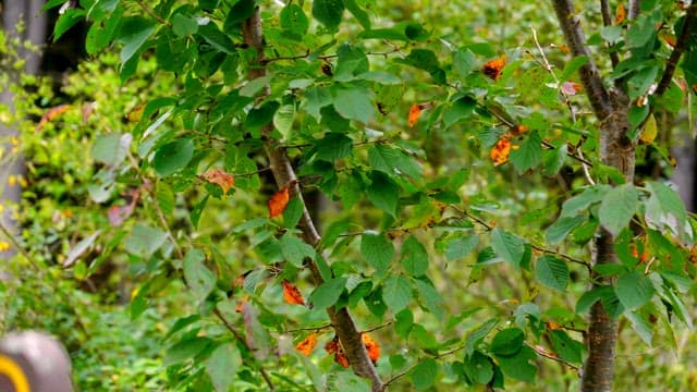 Green leaves with hints of autumn