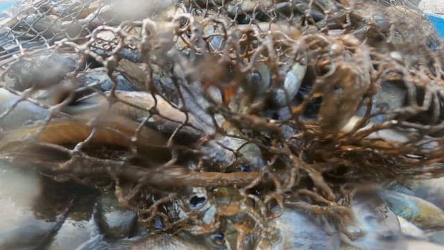 Fish flapping in the net