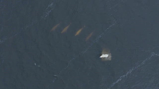 Dolphing hunting of polar bear on a rock surrounded by water